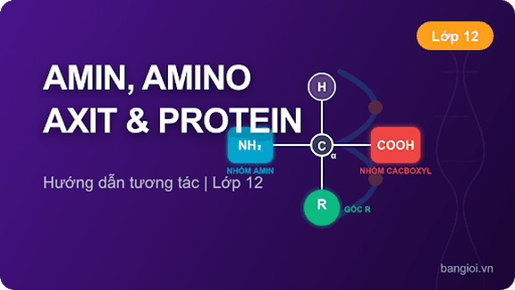 Amin, Amino Axit, Protein - Hướng dẫn từng bước phân tích amin, amino axit và protein cho học sinh lớp 12. G