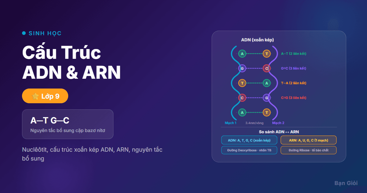 Cấu Trúc ADN-ARN
