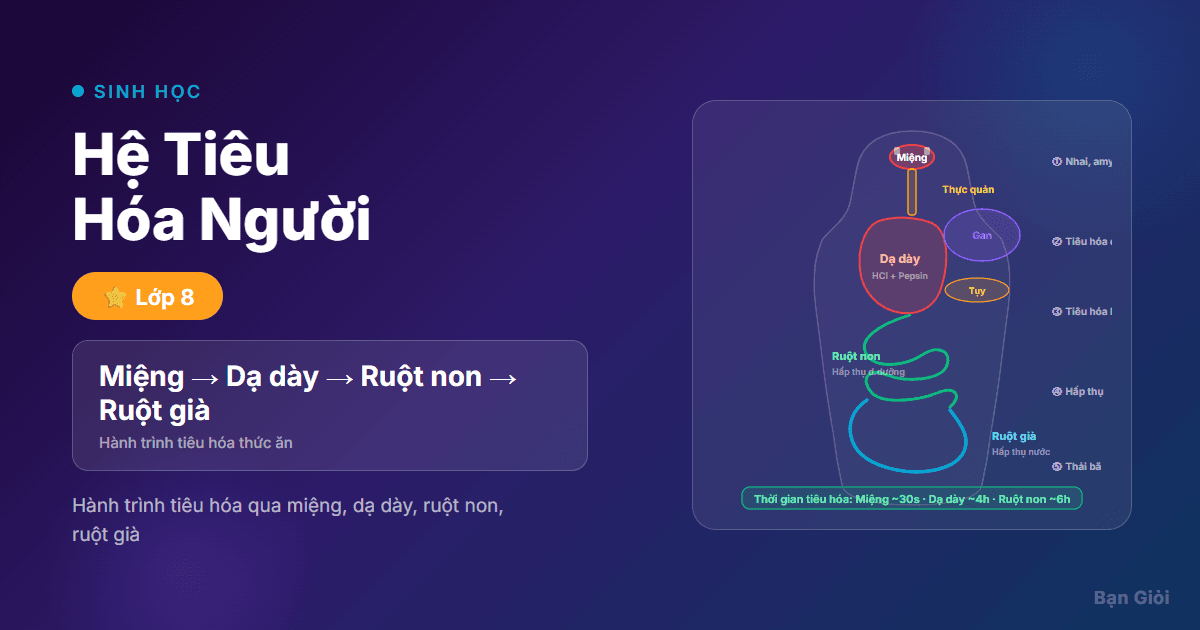 Cơ Thể Người Tiêu Hóa
