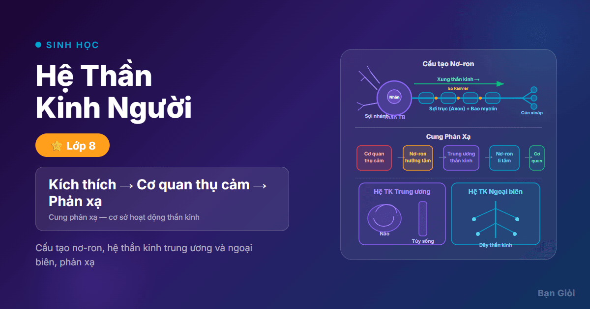 Hệ Thần Kinh Người - Hướng dẫn từng bước cấu tạo nơ-ron, hệ thần kinh trung ương, hệ ngoại biên và cu