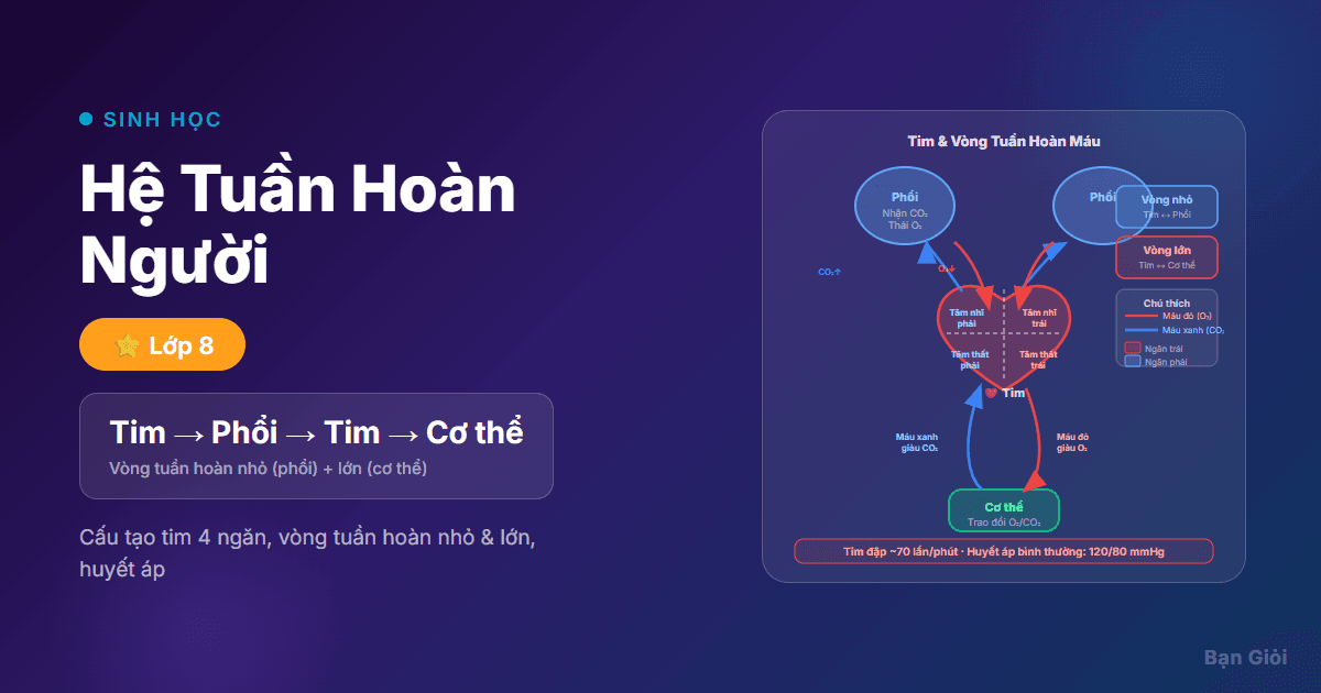 Hệ Tuần Hoàn Người - Hướng dẫn từng bước cấu tạo tim, vòng tuần hoàn nhỏ (phổi), vòng tuần hoàn lớn (