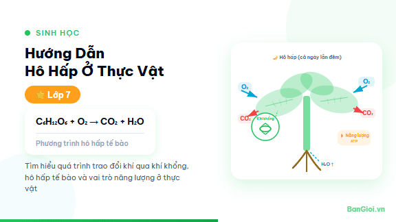 Hô Hấp Ở Thực Vật - Hướng dẫn về hô hấp tế bào thực vật — quá trình, sản phẩm, so sánh với quang hợp