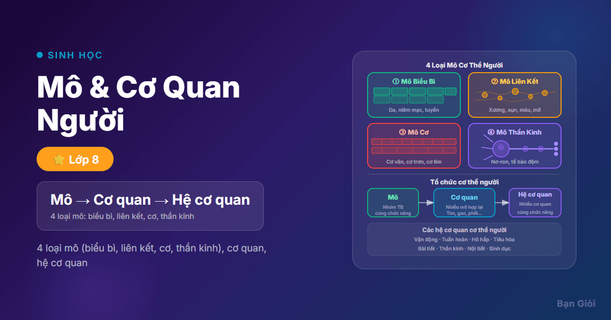 Mô & Cơ Quan Người - Hướng dẫn từng bước 4 loại mô (biểu bì, liên kết, cơ, thần kinh) và hệ cơ quan t