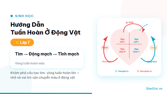 Tuần Hoàn Ở Động Vật - Hướng dẫn về hệ tuần hoàn ở động vật — tim, mạch máu, vòng tuần hoàn và so sánh 